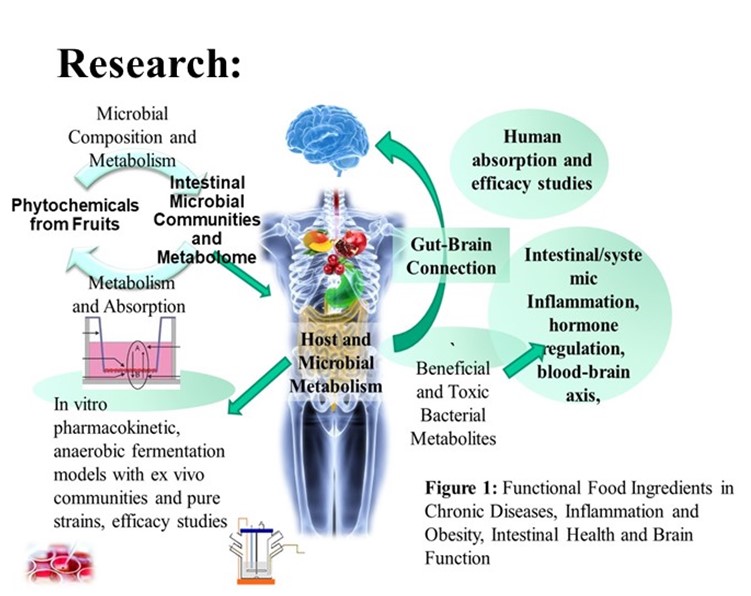 Figure 1. Functional food ingredients in chronic diseases, inflammation and obesity, intestinal health and brain function