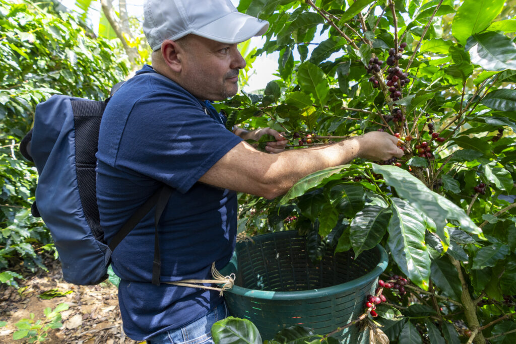man picking coffee beans from field of plants