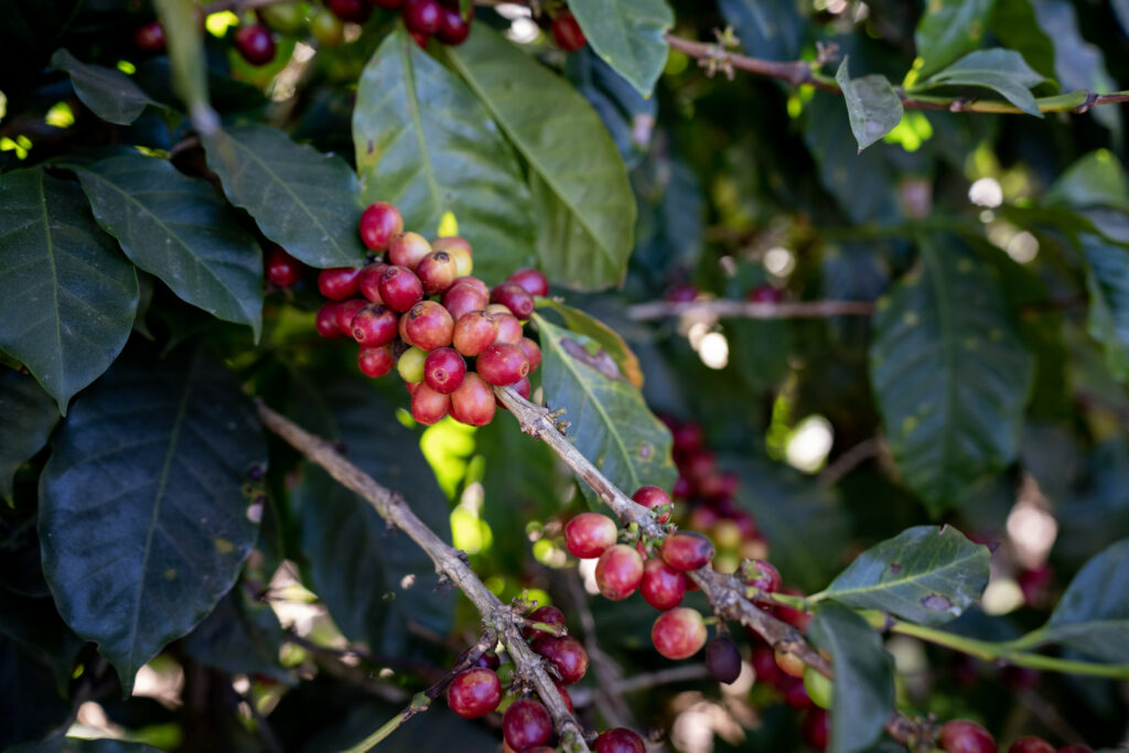 Coffee fruit on a tree