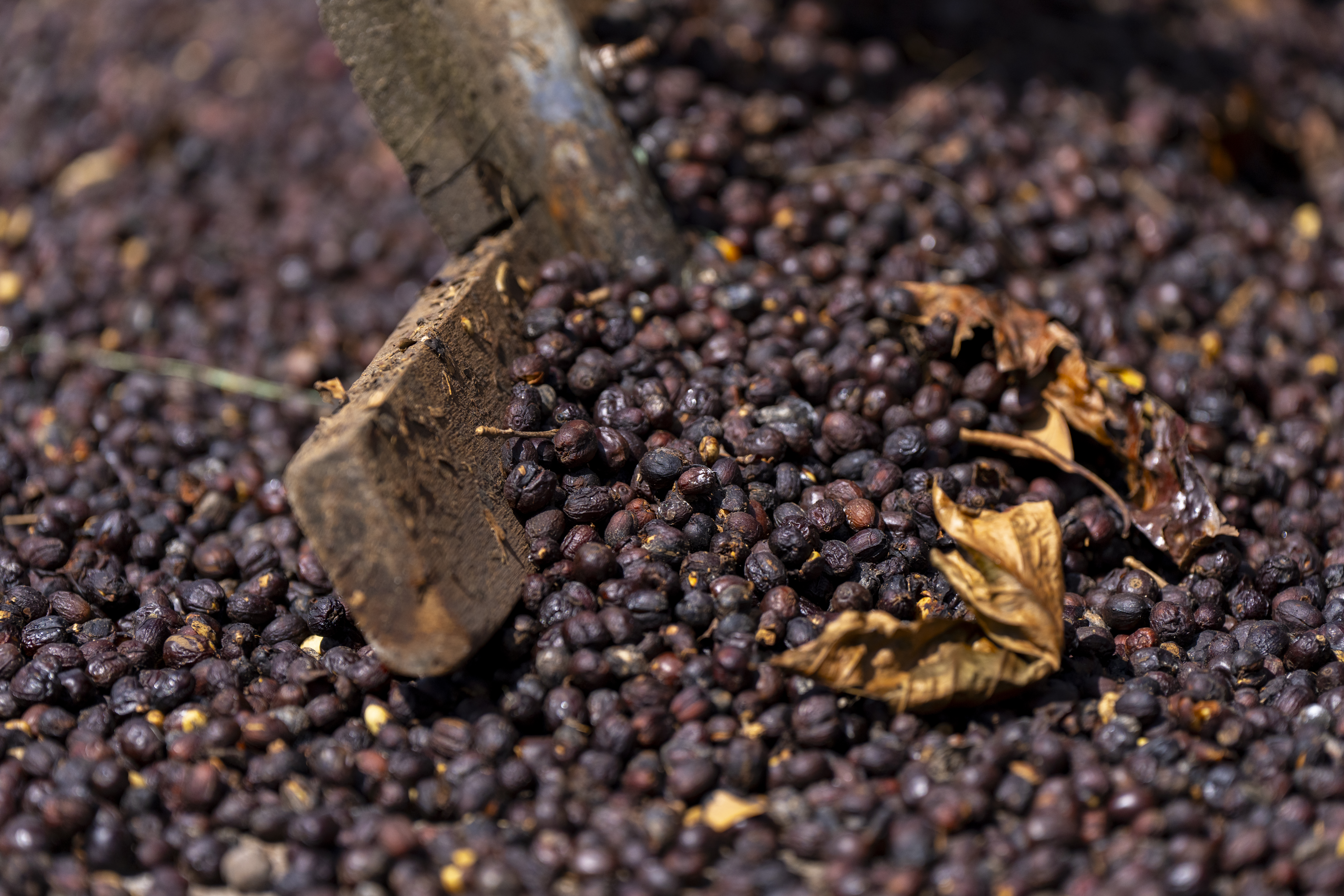 A bunch of coffee beans